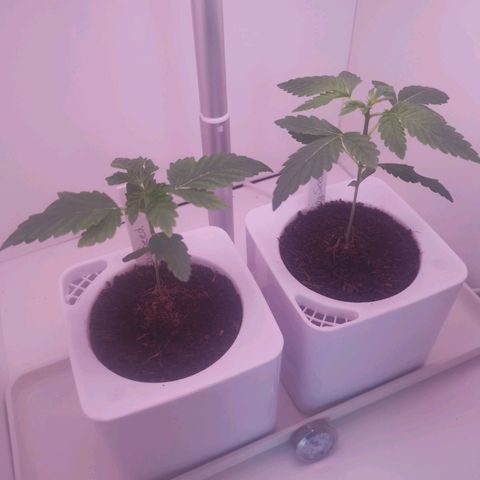 Unbekannte #2 & #3 growlog timeline photo