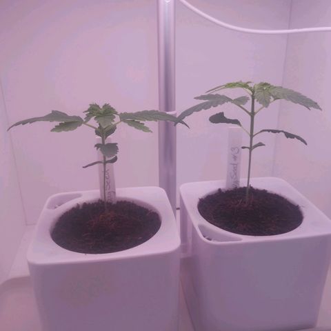 Unbekannte #2 & #3 growlog timeline photo