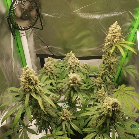Unbekannte #1  growlog timeline photo