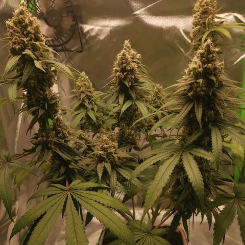 Unbekannte #1  growlog timeline photo