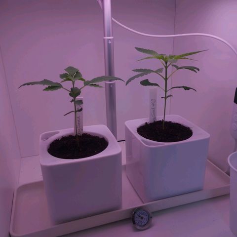 Unbekannte #2 & #3 growlog timeline photo