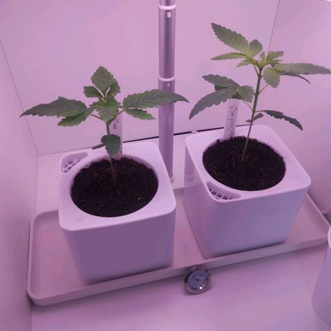 Unbekannte #2 & #3 growlog timeline photo
