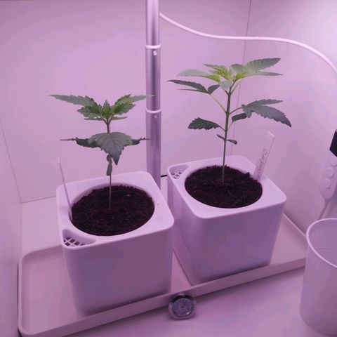 Unbekannte #2 & #3 growlog timeline photo