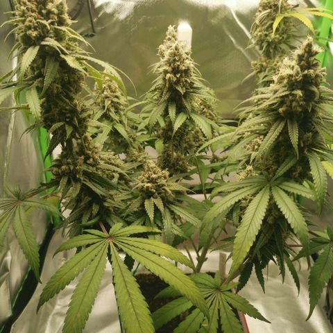 Unbekannte #1  growlog timeline photo