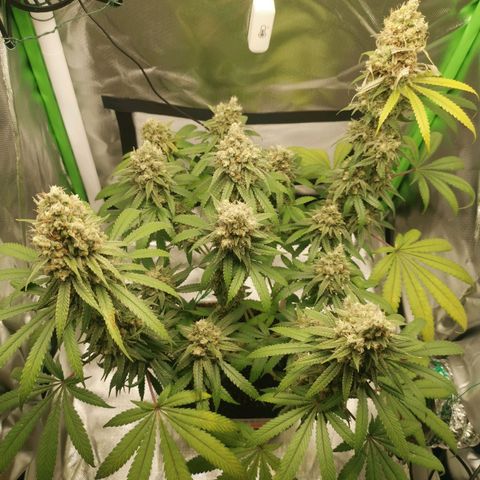 Unbekannte #1  growlog timeline photo