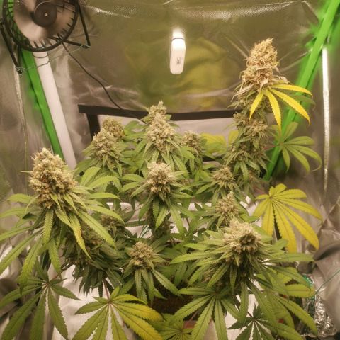 Unbekannte #1  growlog photo: So schöne Herbstfarben 😍