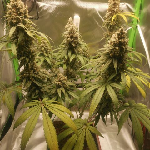 Unbekannte #1  growlog photo: So schöne Herbstfarben 😍
