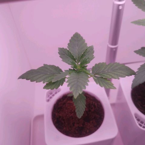Unbekannte #2 & #3 growlog timeline photo