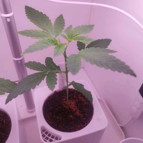 Unbekannte #2 & #3 growlog timeline photo