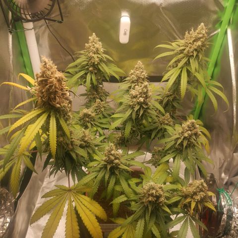 Unbekannte #1  growlog timeline photo
