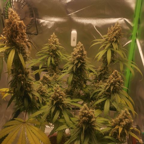 Unbekannte #1  growlog timeline photo