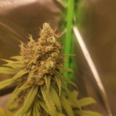 Unbekannte #1  growlog timeline photo