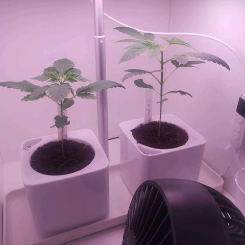 Unbekannte #2 & #3 growlog timeline photo