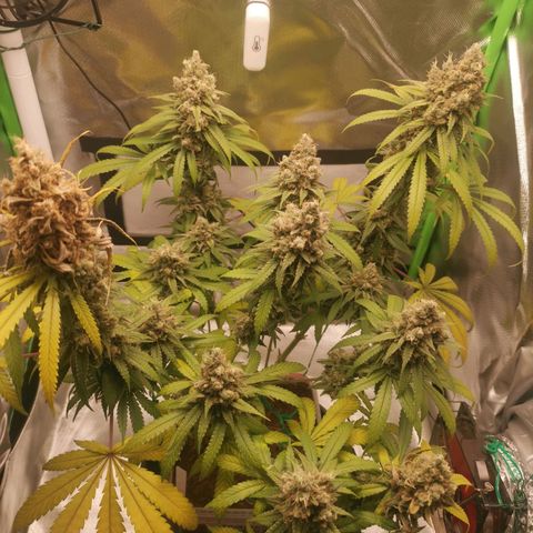 Unbekannte #1  growlog timeline photo