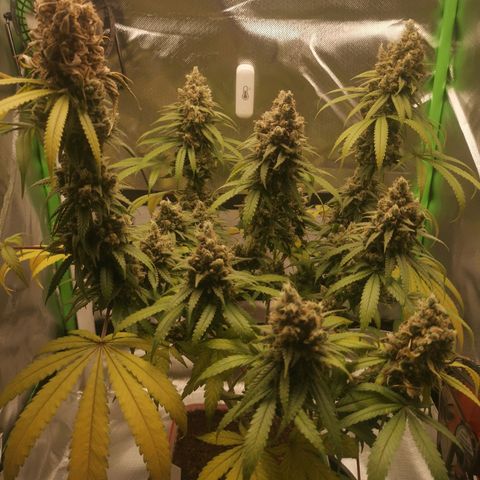 Unbekannte #1  growlog timeline photo