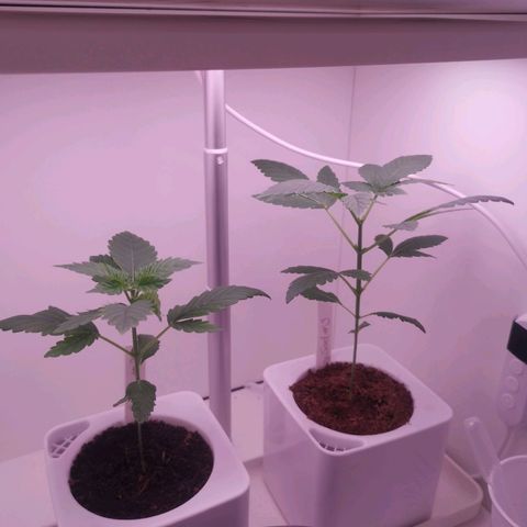 Unbekannte #2 & #3 growlog timeline photo