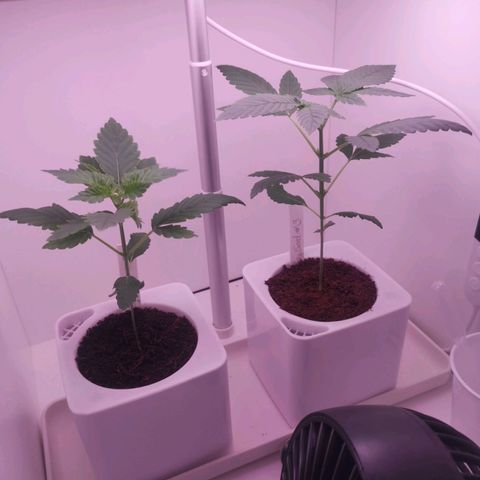 Unbekannte #2 & #3 growlog timeline photo