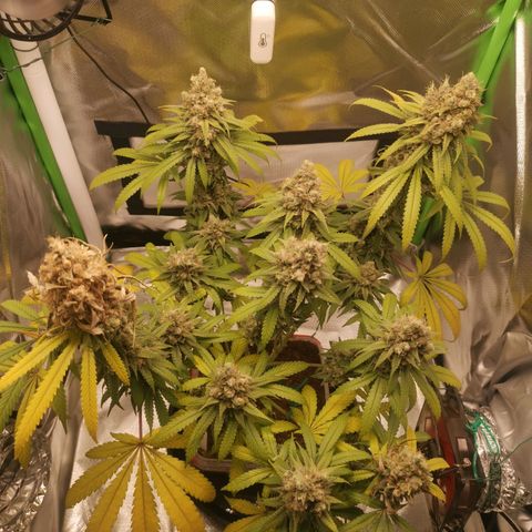 Unbekannte #1  growlog photo: Letzter Tag. Ab heute Abend 48h Dunkelheit - dann ist endlich ernte. 