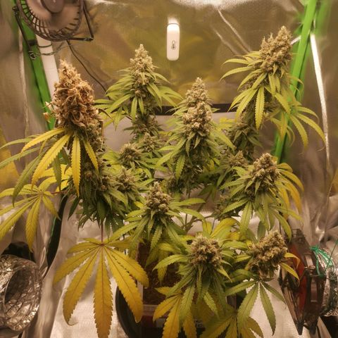 Unbekannte #1  growlog photo: Letzter Tag. Ab heute Abend 48h Dunkelheit - dann ist endlich ernte. 