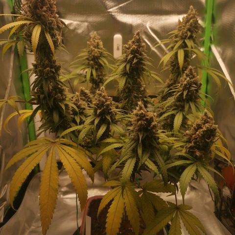 Unbekannte #1  growlog photo: Letzter Tag. Ab heute Abend 48h Dunkelheit - dann ist endlich ernte. 