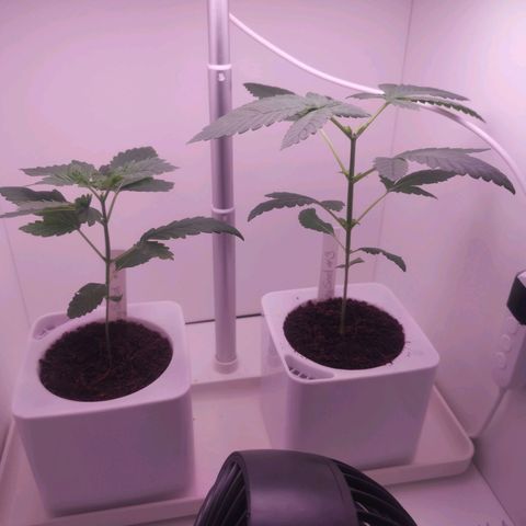 Unbekannte #2 & #3 growlog timeline photo