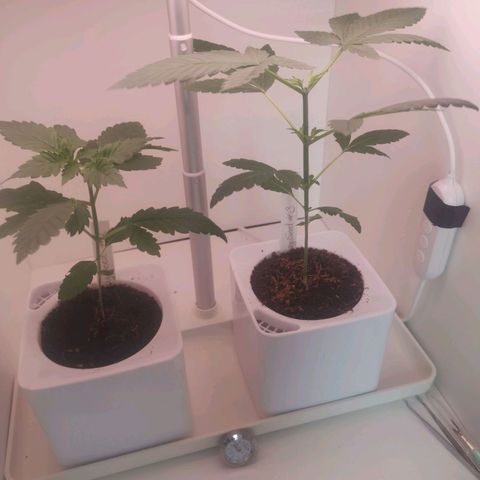 Unbekannte #2 & #3 growlog timeline photo