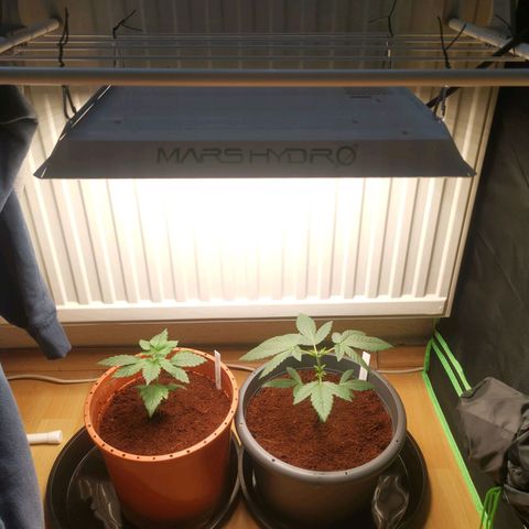 Unbekannte #2 & #3 growlog timeline photo