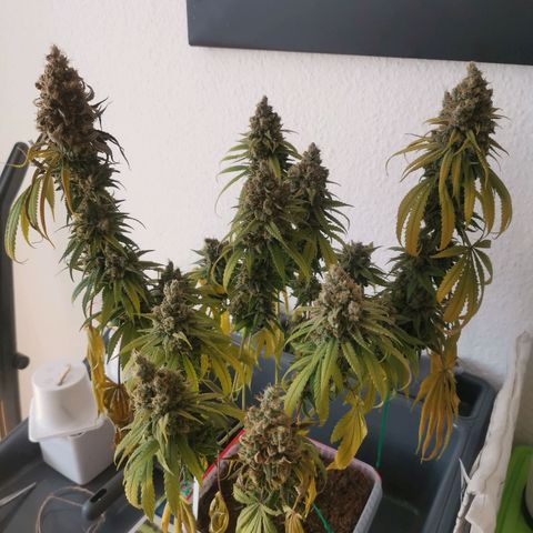 Unbekannte #1  growlog photo: 48h dunkelphase - jetzt Trocknung 😊 bald ist es soweit! 