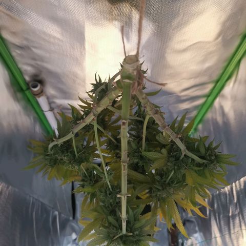 Unbekannte #1  growlog photo: 48h dunkelphase - jetzt Trocknung 😊 bald ist es soweit! 