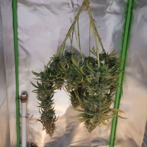Unbekannte #1  growlog photo: 48h dunkelphase - jetzt Trocknung 😊 bald ist es soweit! 