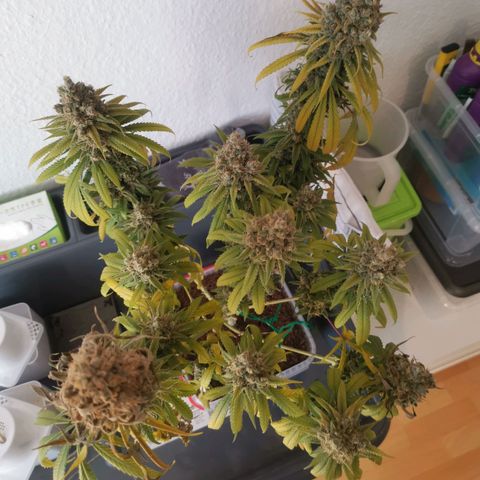 Unbekannte #1  growlog photo: 48h dunkelphase - jetzt Trocknung 😊 bald ist es soweit! 