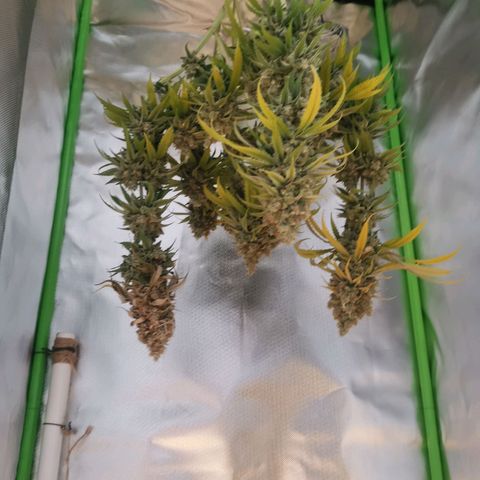 Unbekannte #1  growlog photo: 48h dunkelphase - jetzt Trocknung 😊 bald ist es soweit! 