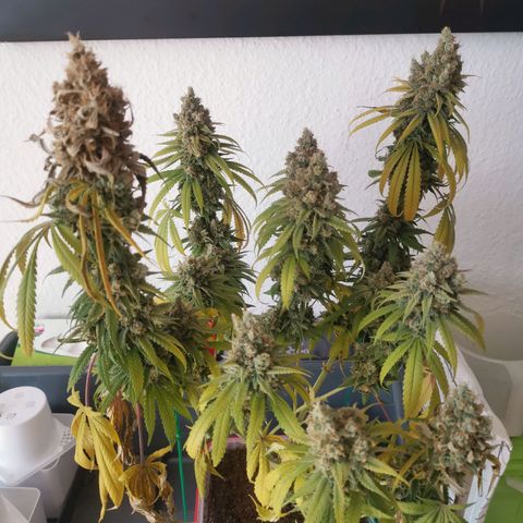 Unbekannte #1  growlog photo: 48h dunkelphase - jetzt Trocknung 😊 bald ist es soweit! 