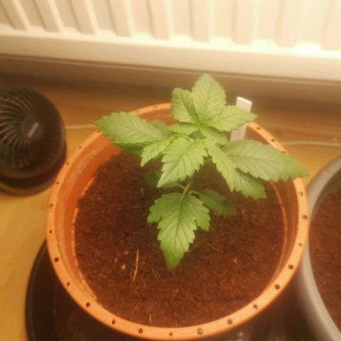 Unbekannte #2 & #3 growlog timeline photo