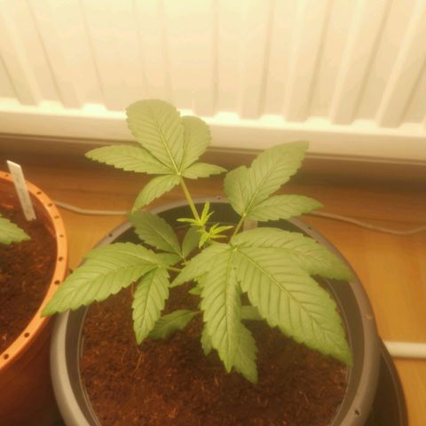 Unbekannte #2 & #3 growlog timeline photo