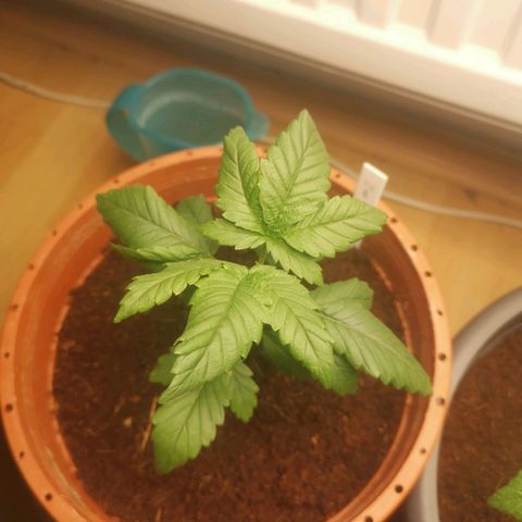 Unbekannte #2 & #3 growlog timeline photo