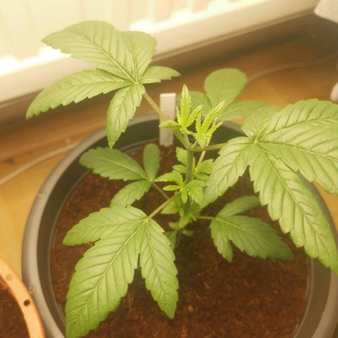 Unbekannte #2 & #3 growlog timeline photo