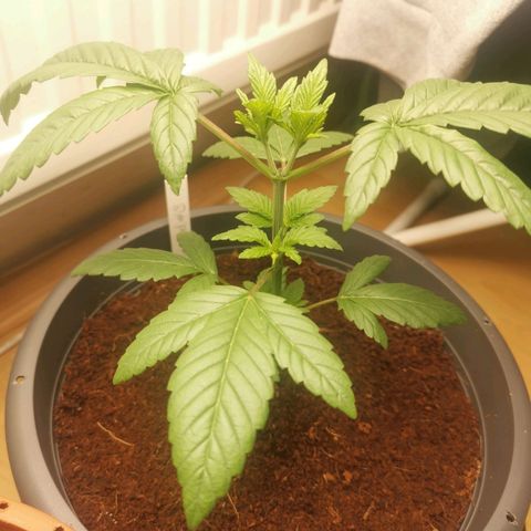 Unbekannte #2 & #3 growlog timeline photo