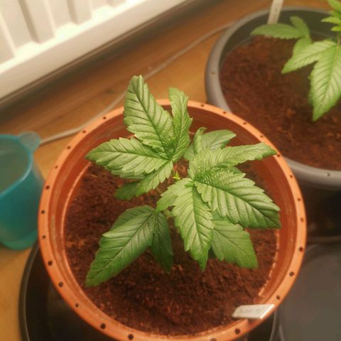 Unbekannte #2 & #3 growlog timeline photo