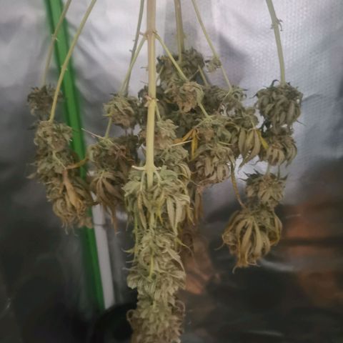 Unbekannte #1  growlog photo: Noch nich trocken :) 