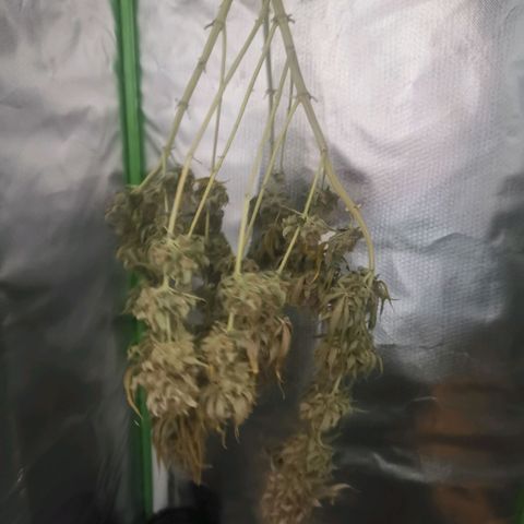 Unbekannte #1  growlog photo: Noch nich trocken :) 