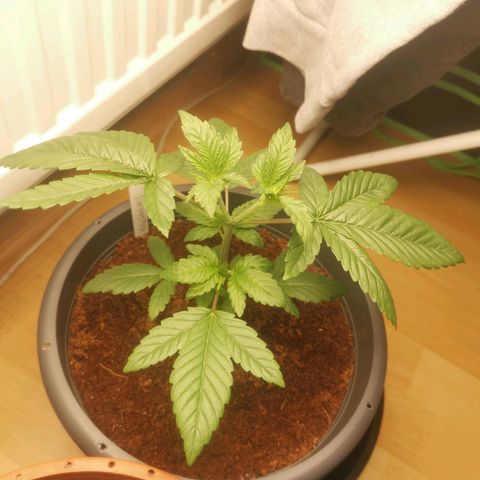 Unbekannte #2 & #3 growlog timeline photo