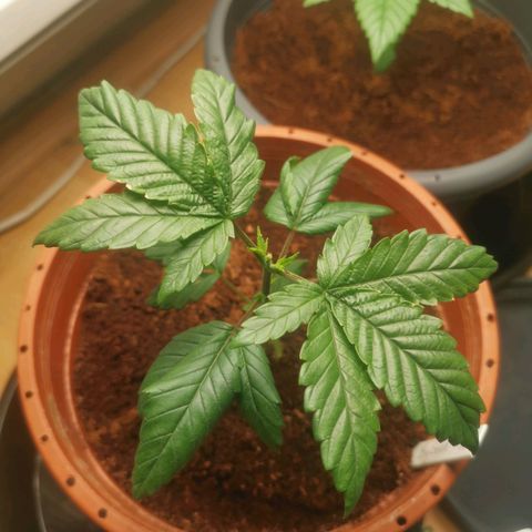 Unbekannte #2 & #3 growlog timeline photo