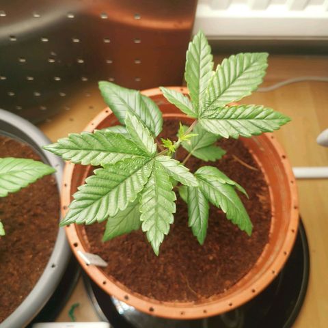 Unbekannte #2 & #3 growlog timeline photo