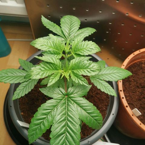 Unbekannte #2 & #3 growlog timeline photo