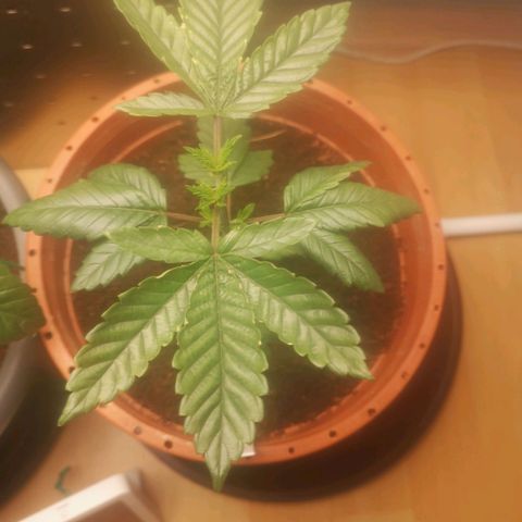 Unbekannte #2 & #3 growlog timeline photo