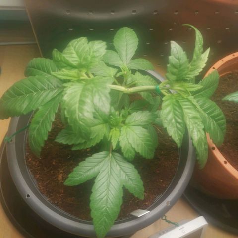 Unbekannte #2 & #3 growlog timeline photo