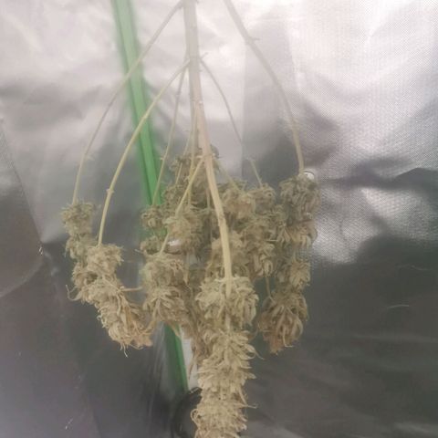 Unbekannte #1  growlog photo: Da knackt noch nix :) 