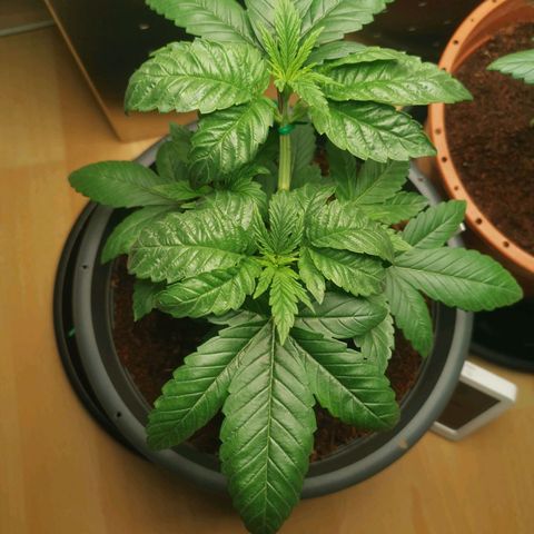 Unbekannte #2 & #3 growlog timeline photo