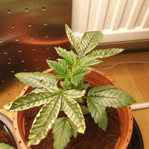 Unbekannte #2 & #3 growlog timeline photo